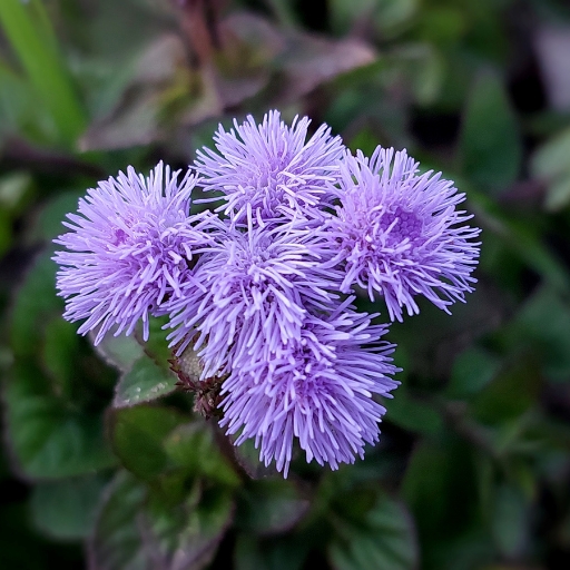 Ageratum