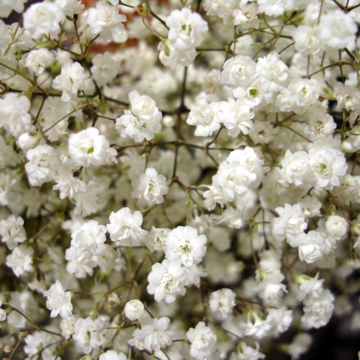 Baby’s Breath