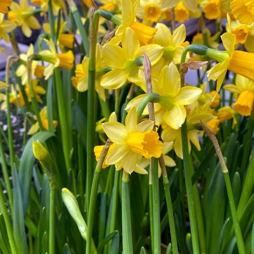 Daffodil (Narcissus spp.)
