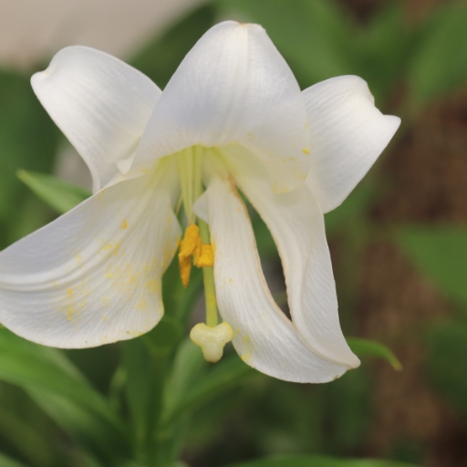 Easter Lily (Lilium longiflorum)