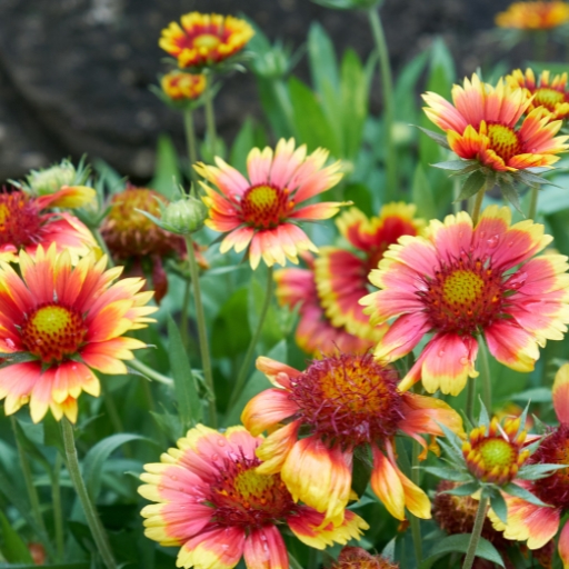 Gaillardia (Gaillardia pulchella – Blanket Flower)
