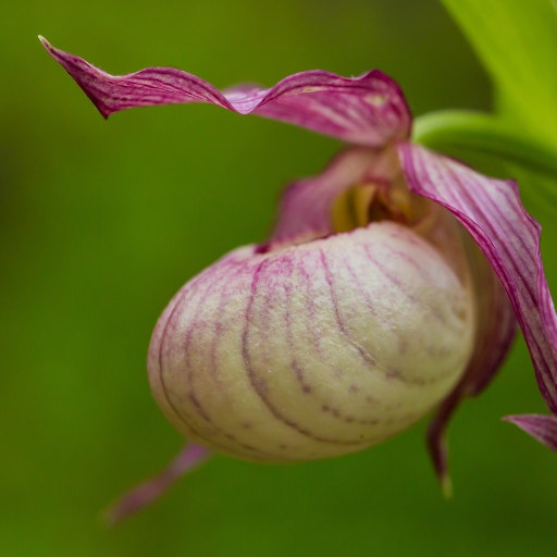 Lady's Slipper Orchid (Cypripedium spp.)