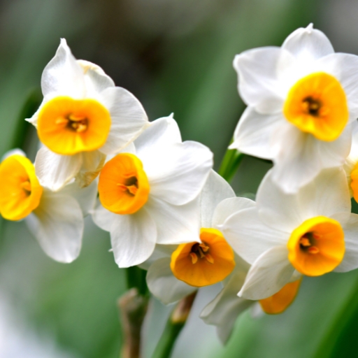 Narcissus (Narcissus spp. – Daffodil family)