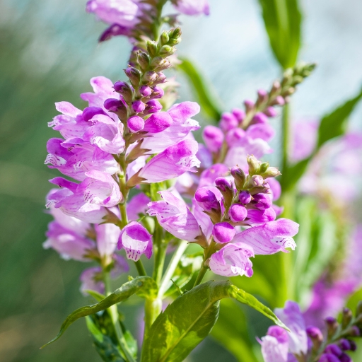 Obedient Plant (Physostegia virginiana)