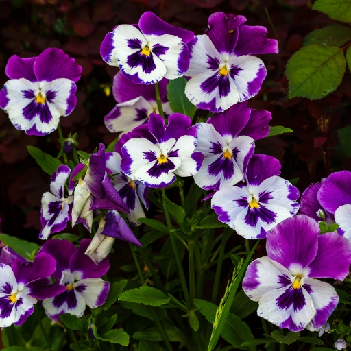 Pansy (Viola × wittrockiana)