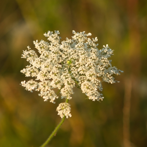 Queen Anne’s Lace (Daucus carota)