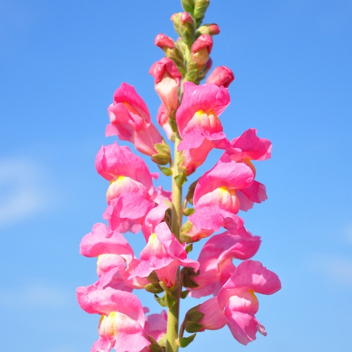 Snapdragon (Antirrhinum majus)