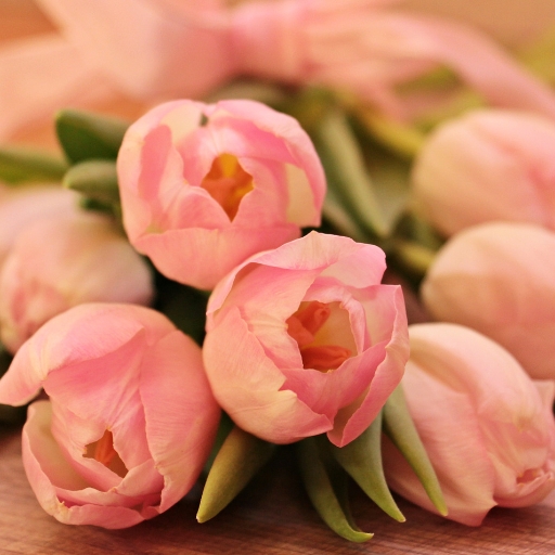 Tulip (Tulipa spp.)