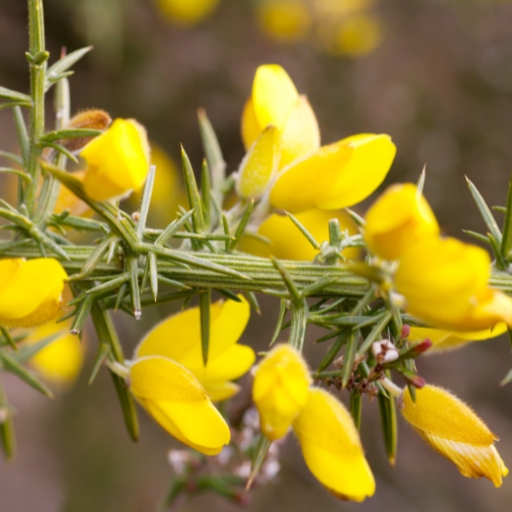 Ulex (Ulex europaeus – Gorse)