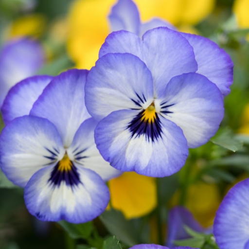 Violet (Viola odorata and other Viola spp.)