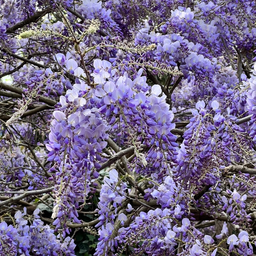 Wisteria (Wisteria sinensis, Wisteria floribunda)
