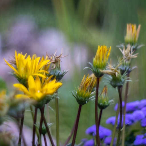 Xanthisma (Xanthisma texanum – Texas Sleepy Daisy)