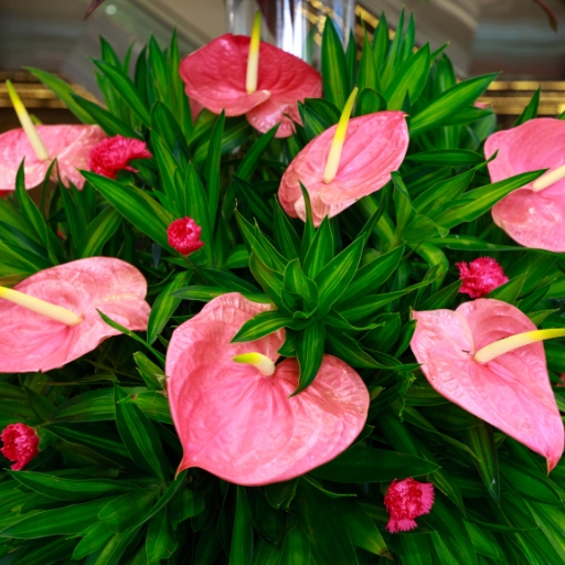 Anthurium