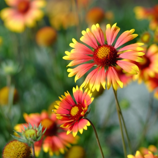 Blanket Flower