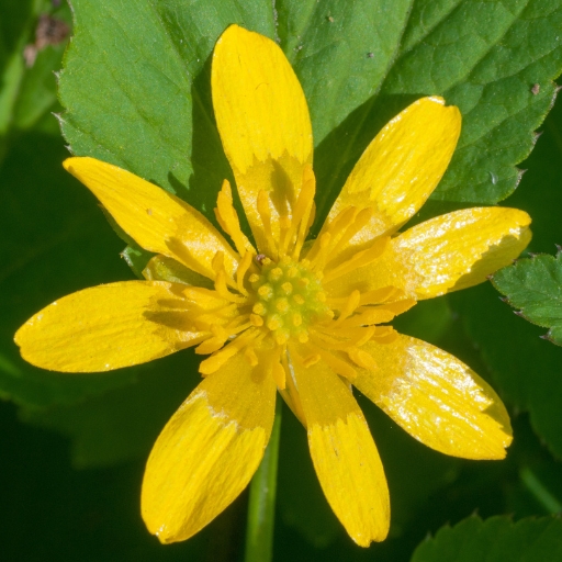 Celandine