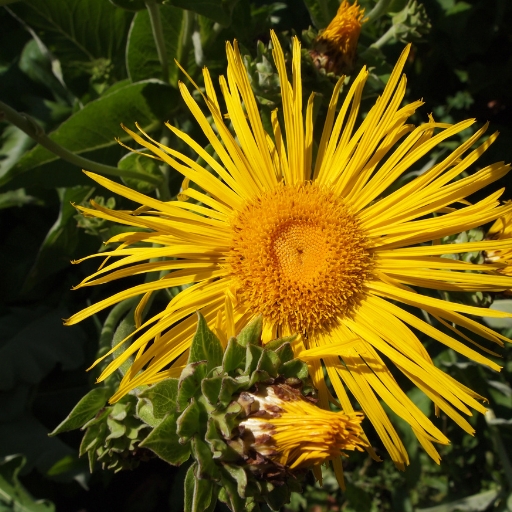 Elecampane (Inula helenium)