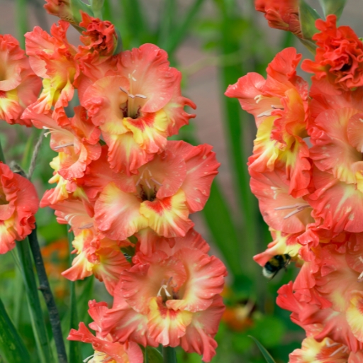 Gladiolus (Gladiolus spp.)
