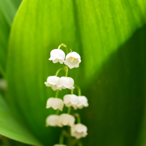 Lily of the Valley (Convallaria majalis)