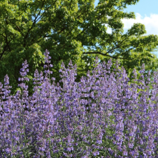 Nepeta (Nepeta faassenii – Catmint)