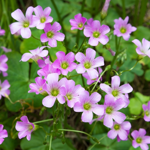 Oxalis (Oxalis triangularis and Oxalis stricta – wood sorrel)