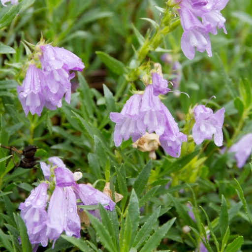 Penstemon (Penstemon digitalis)