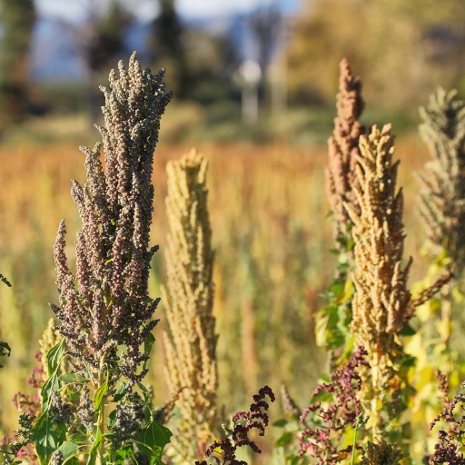 Quinoa Flowers (Chenopodium quinoa)