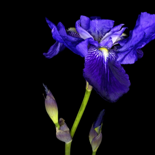 Siberian Iris (Iris sibirica)