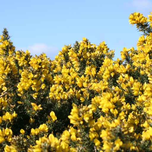 Ulexite Bloom (Gorse-like flowering shrub in rare soils)