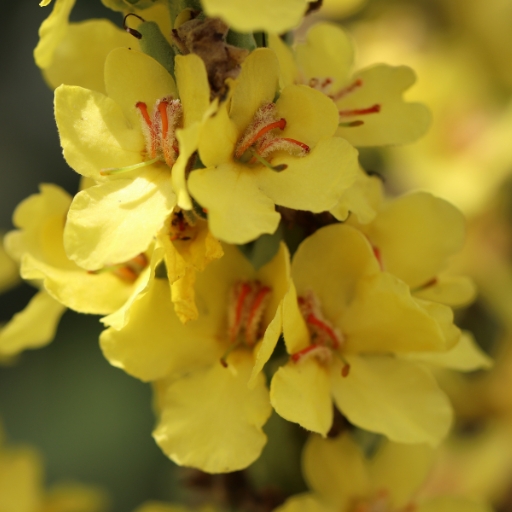Verbascum (Verbascum thapsus – Mullein)
