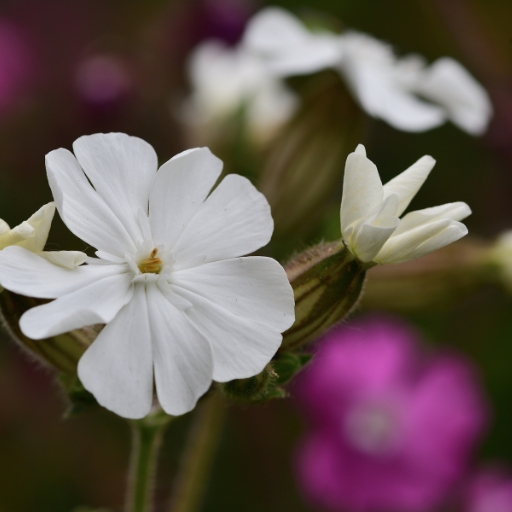 White Campion (Silene latifolia)
