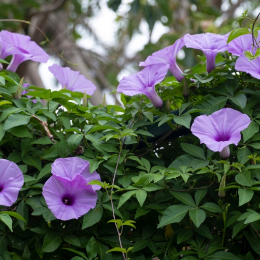 Xenostegia (Xenostegia tridentata – tropical morning glory relative)