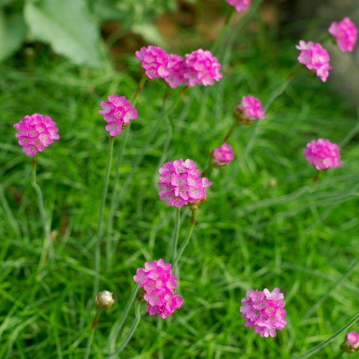 Armeria (Thrift)