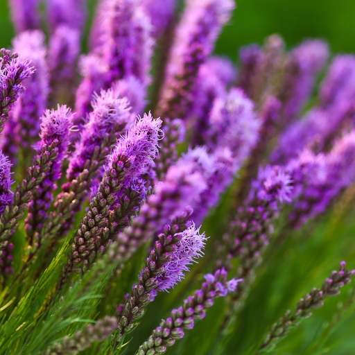 Blazing Star