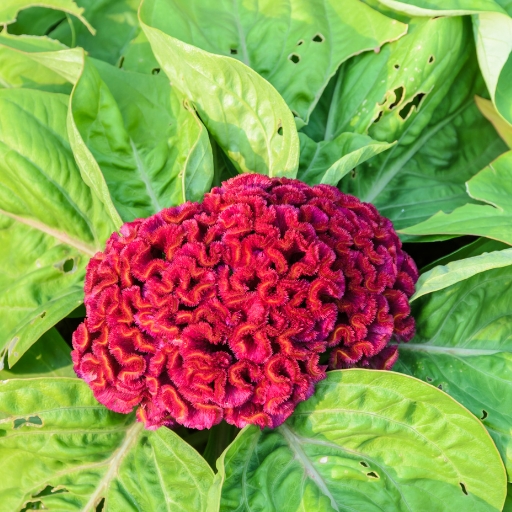 Celosia (Cockscomb)