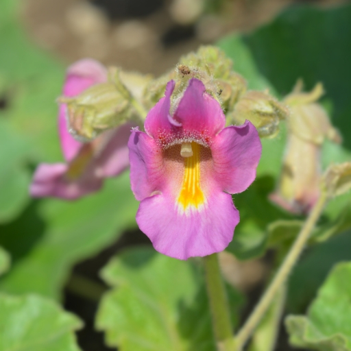 Devilβs Claw Flower (Proboscidea spp.)