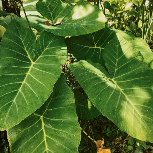Elephant Ear (Colocasia spp. – flowering in tropical conditions)