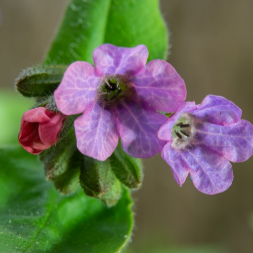 Lungwort (Pulmonaria officinalis)