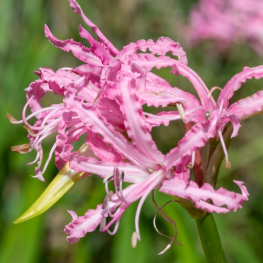 Nerine (Nerine bowdenii – Guernsey Lily)