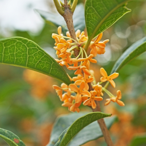 Osmanthus (Osmanthus fragrans – fragrant flowering shrub)
