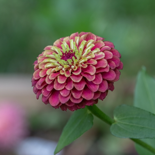 Queen Red Lime Zinnia (Zinnia elegans ‘Queen Red Lime’)