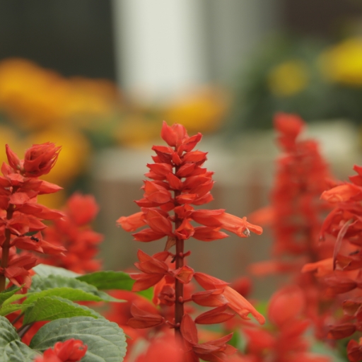 Salvia (Salvia splendens, S. nemorosa)