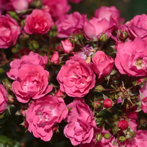 Tea Rose (Rosa × odorata)