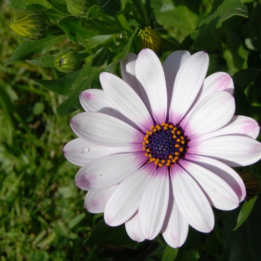Veldt Daisy (Osteospermum spp.)