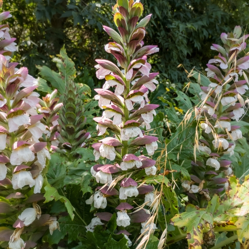 Acanthus