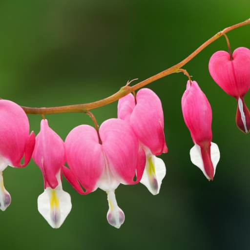 Bleeding Heart