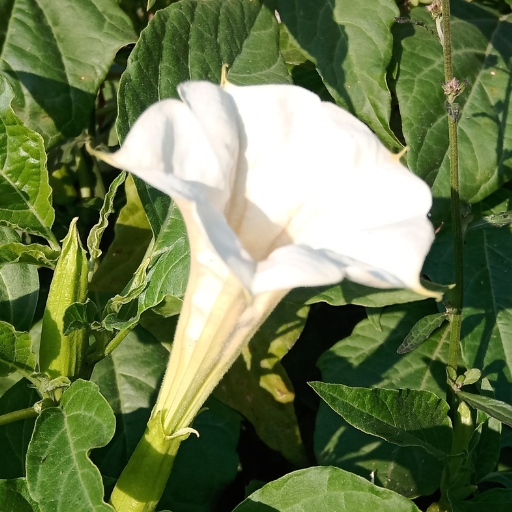 Devilβs Trumpet (Datura metel)