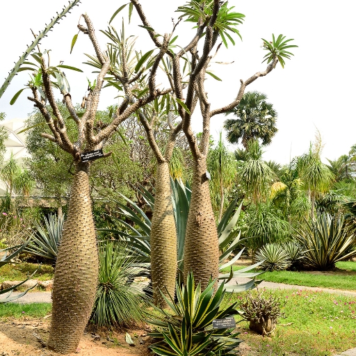 Elephant Trunks (Pachypodium namaquanum)