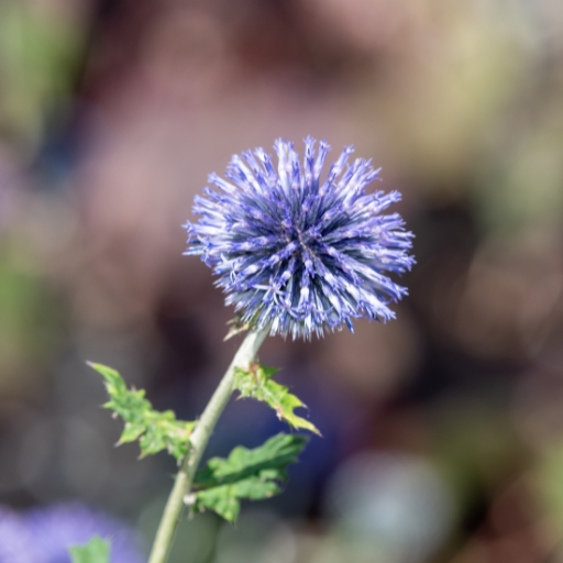 Globe Thistle (Echinops ritro)