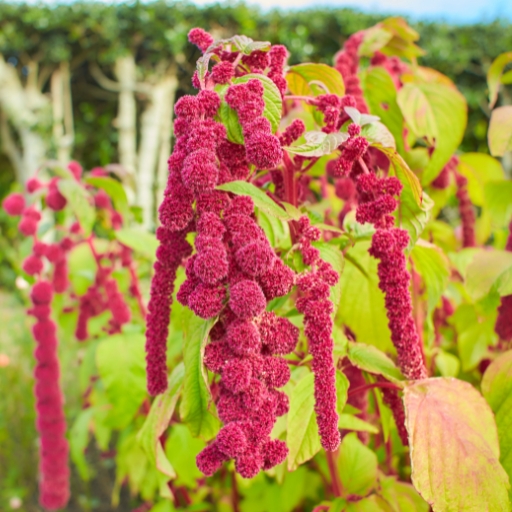 Love-Lies-Bleeding (Amaranthus caudatus)