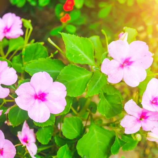 New Guinea Impatiens (Impatiens hawkeri)